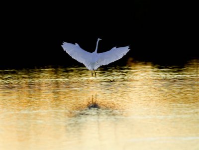 Dusk At The Gilbert Ponds