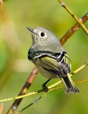 Ruby-crowned Kinglet