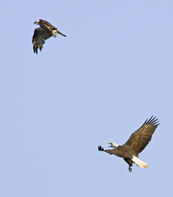 Bald Eagle Chasing a Osprey