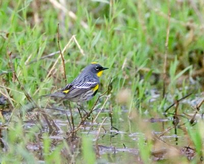 Yellow-rumped Warbler