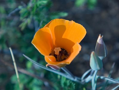 Wild Flower