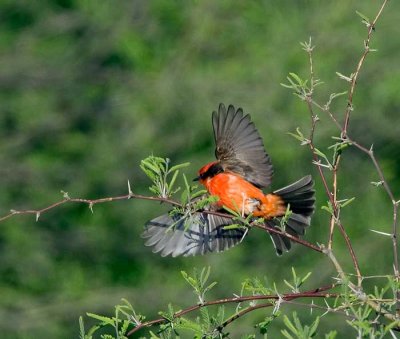 Vermillion Takeoff