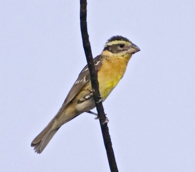 Black-headed Grosbeak - female