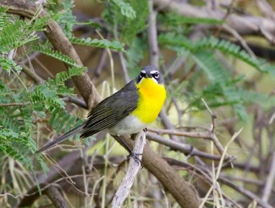 Yellow-breasted Chat