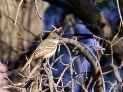 Ash-throated Flycatcher - Immature