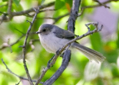 Bushtit