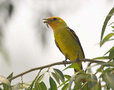 Western Tanager with Dinner