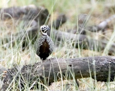 Montezuma Quail