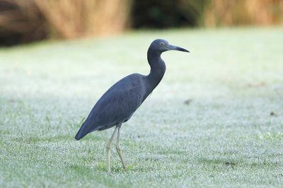 Little Blue Heron