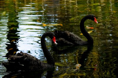 Black Swans at the Hyatt