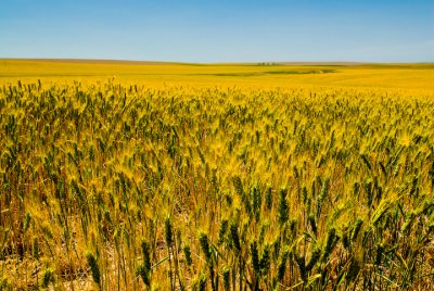 Wheat field outside of Othello 2