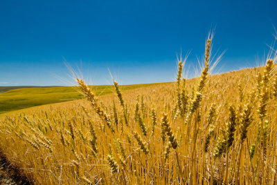 Wheat Closeup