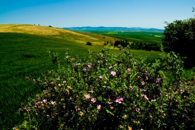 Steptoe Butte State Park 2