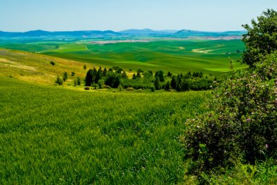 Steptoe Butte State Park 3