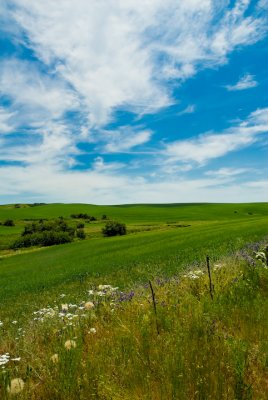 Near Oakdale