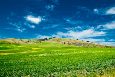 Conola fields 2