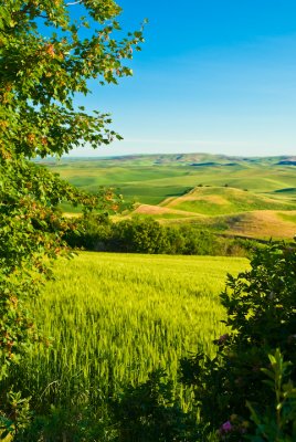 Steptoe Butte Park morning