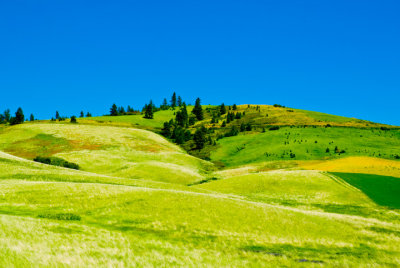 Scene north of Palouse