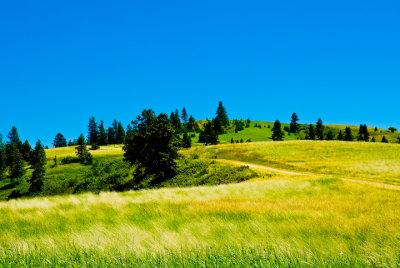 Scene north of Palouse 2