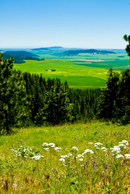 Queen Anne Lace at McCluskey Park, ID