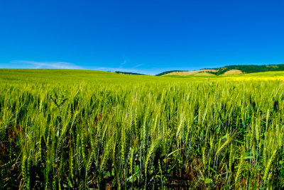 Young Wheat