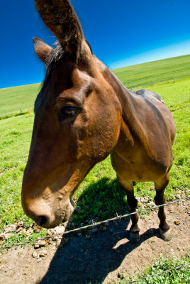 Palouse Fauna
