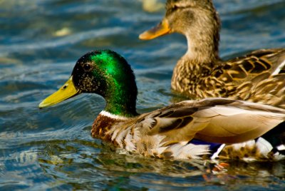 Mallards at Esquimalt Lagoon