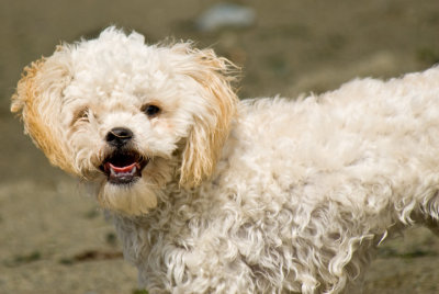 Fauna on beach at Esquimalt