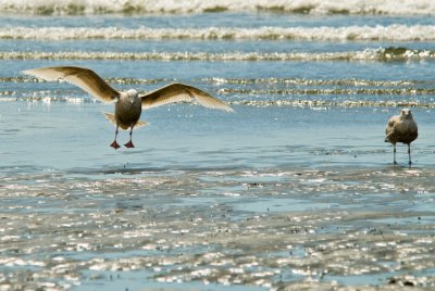 Gull on beach at Esquimalt