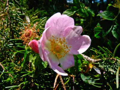 Wild Rose near Whittey's Park