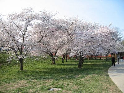 Cherry Blossom Row.JPG
