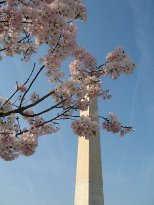 Cherry Blossoms Against Monument.JPG