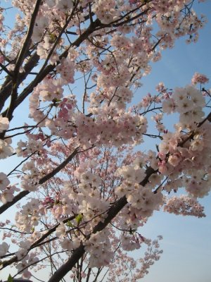 Cherry Blossoms Against Sky.JPG