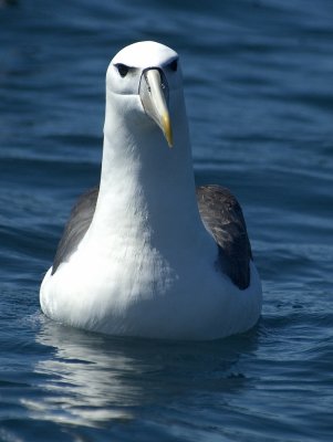 adult White Capped Albatross