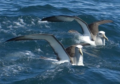Bullers Albatross 2
