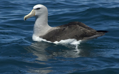 Bullers Albatross 1