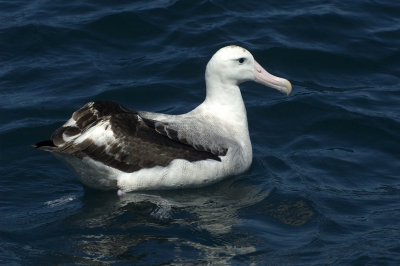 Wandering Albatross