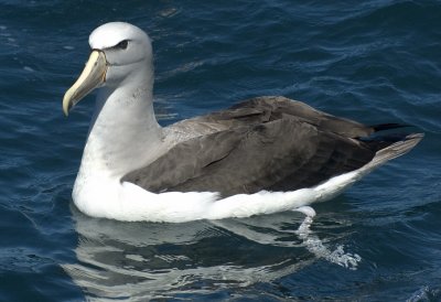 adult Salvin's Albatross 