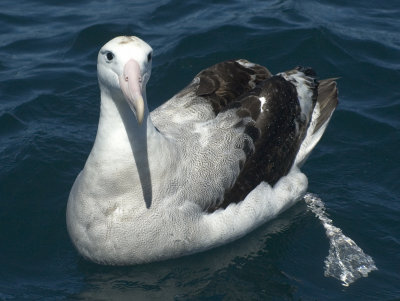 Wandering Albatross 2