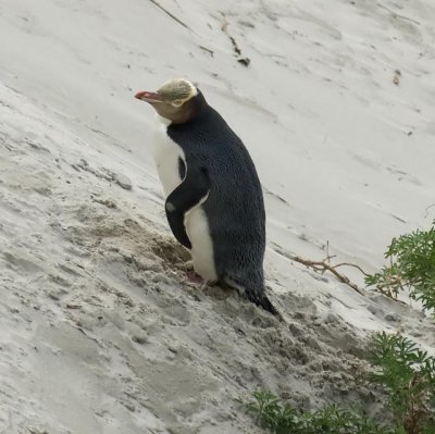 Hoiho (yellow-eyed penguin)