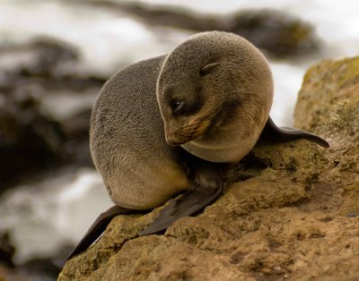 fur seal pup 2