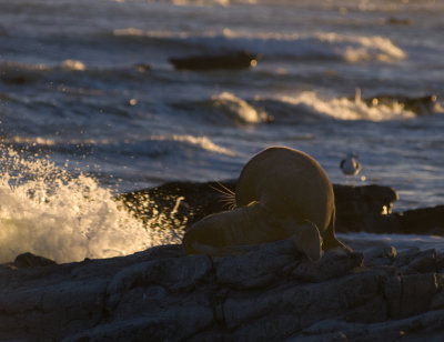 Kaikoura fur seals 1