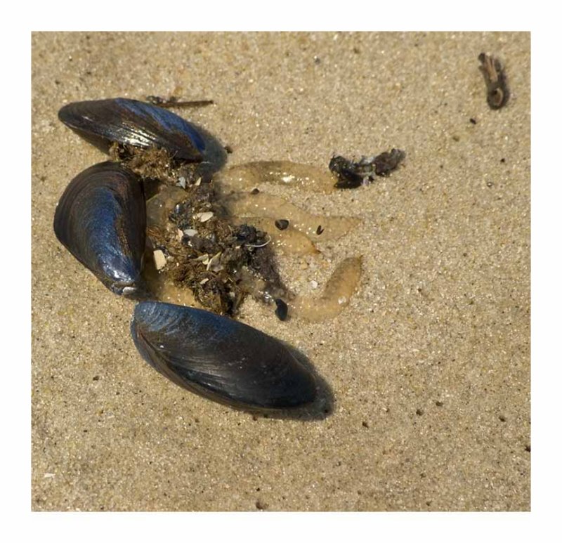Mantoloking Surf Flotsam