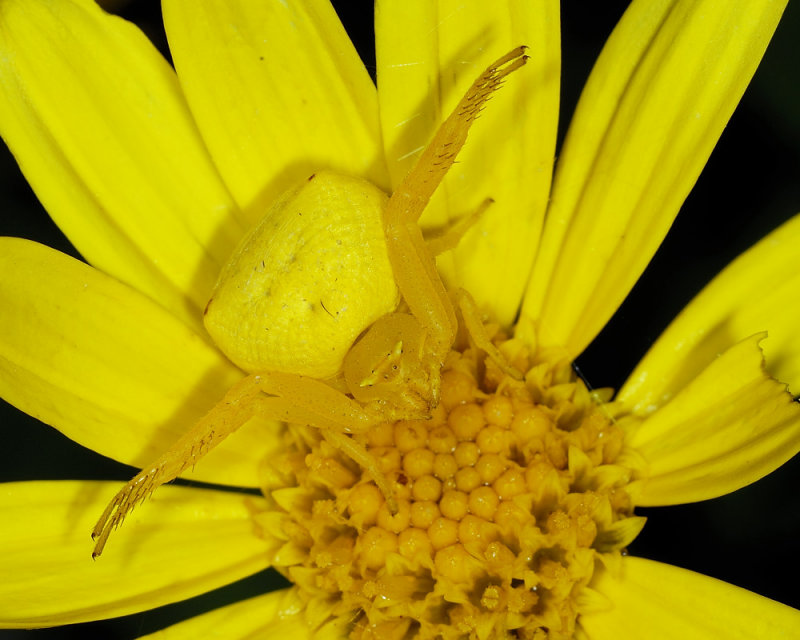 Yellow crab spider waiting for prey