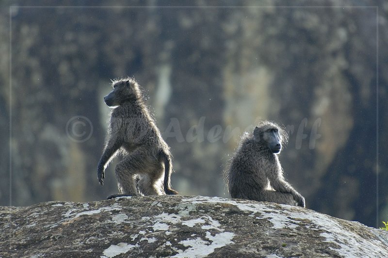 Chacma baboons (Papio ursinus)