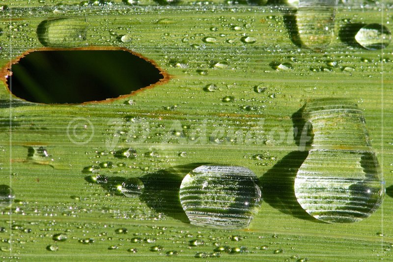 Morning dew on Crocosmia leaves