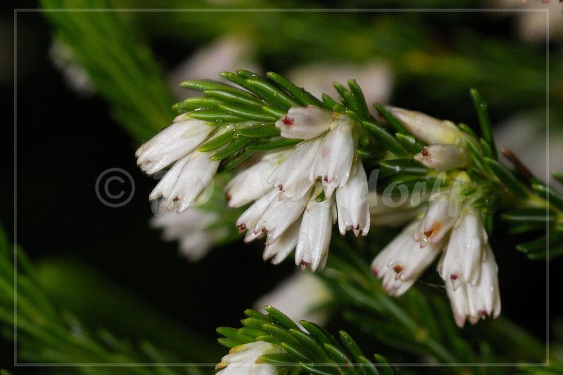 Erica caffrorum, Ericaceae