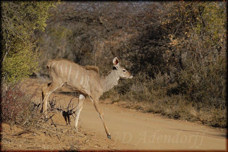 Young kudu (Tragelaphus strepsiceros)