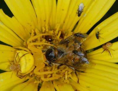 Yellow crab spider with bee prey
