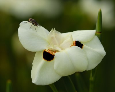 Dietes with fly visitor